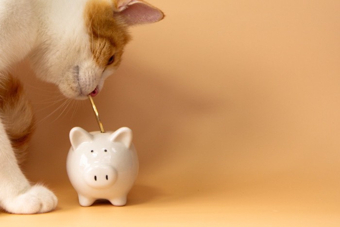 貯金箱に小銭を入れる猫
