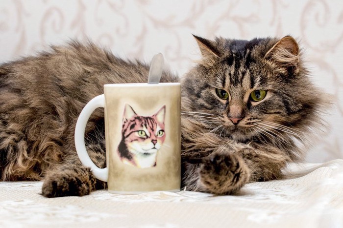 猫とマグカップ