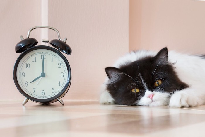 目覚まし時計の隣でくつろぐ猫