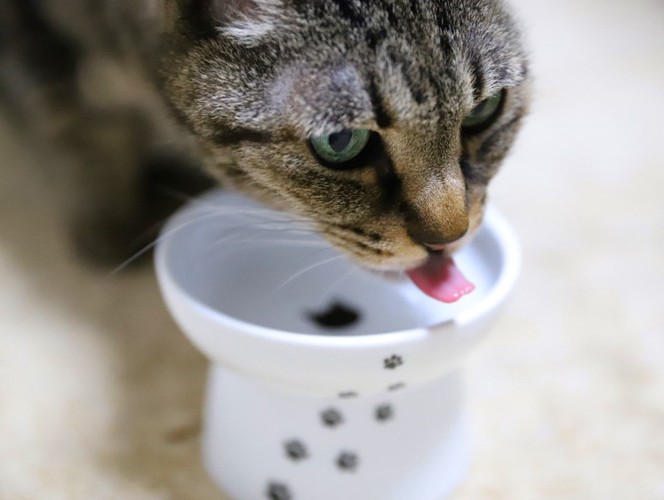 お皿を舐める猫