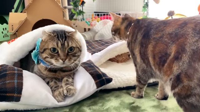 猫布団から顔を出す猫