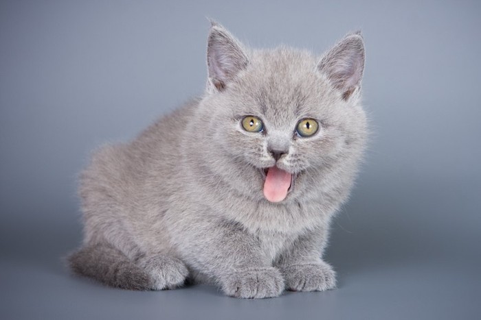 舌を出すグレーの子猫