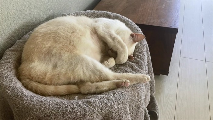 顔を覆って眠るベージュ猫