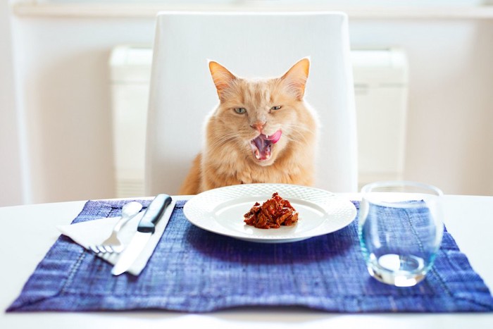 椅子に座ってテーブルのご飯を食べる猫