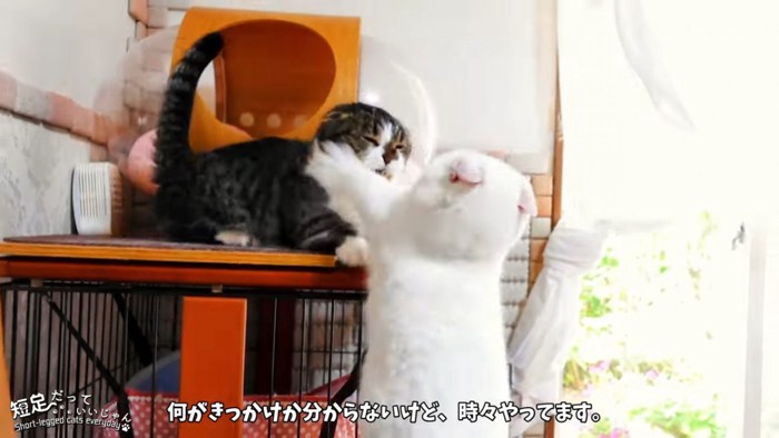 喧嘩をする2匹の猫