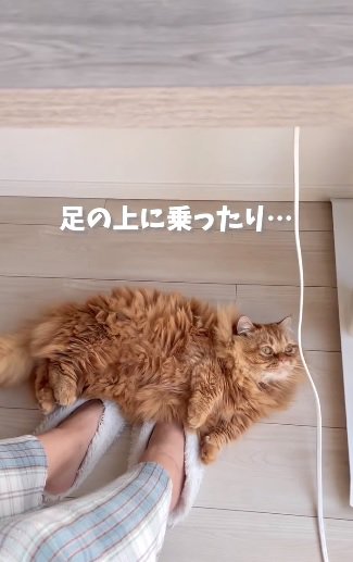 足の上に乗る猫