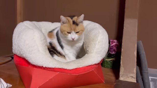 猫ベッドの中の猫