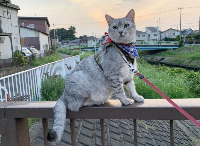 橋の欄干にいる猫