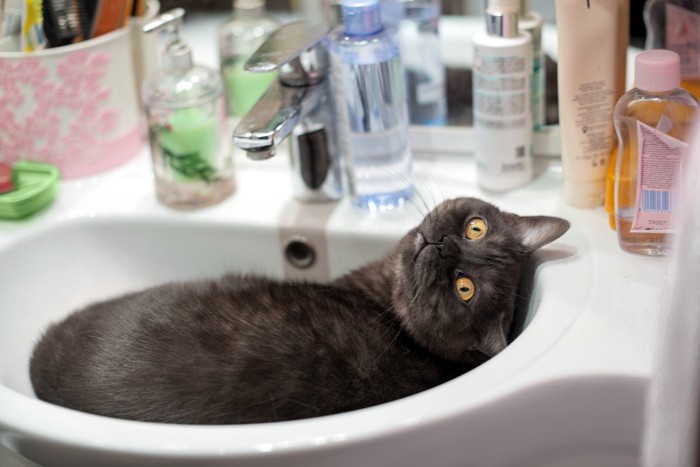 洗面台の化粧品と洗面ボウルに入る猫