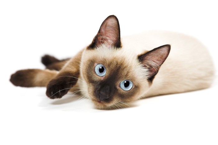 目が青い猫