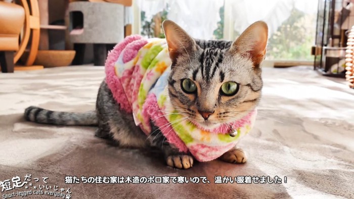 ピンク色の服を着た猫