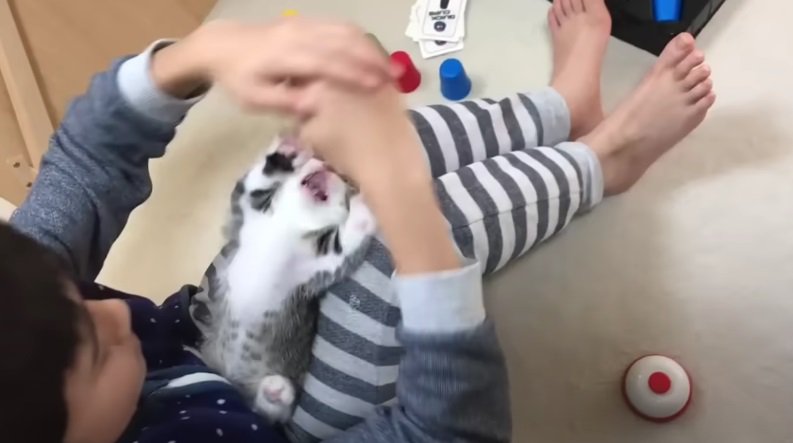 子どもと遊ぶ子猫