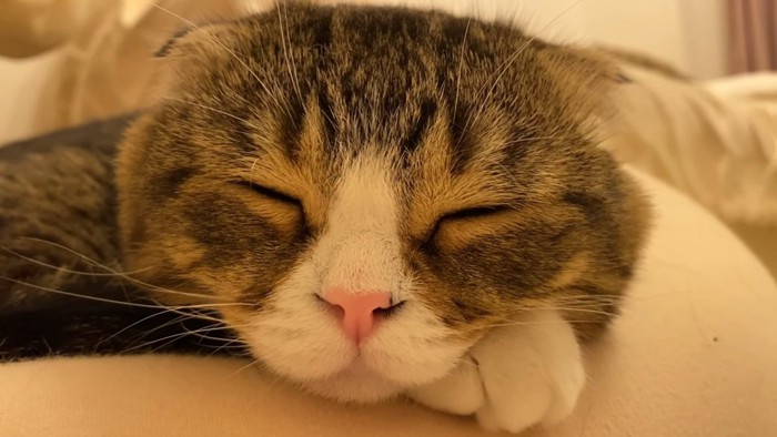 垂れ耳猫の寝顔