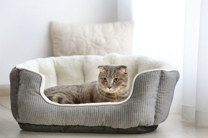 猫用ベッドの中で寛ぐ猫