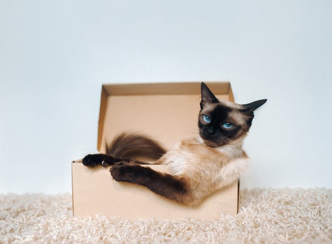 箱に入りくつろぐ猫