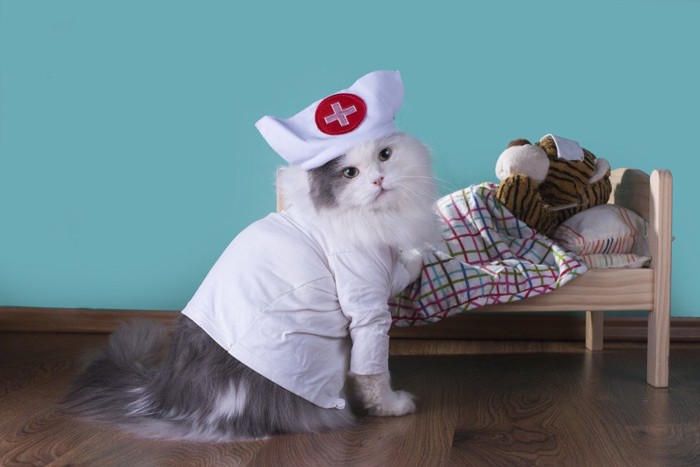 看護士の服を着た猫