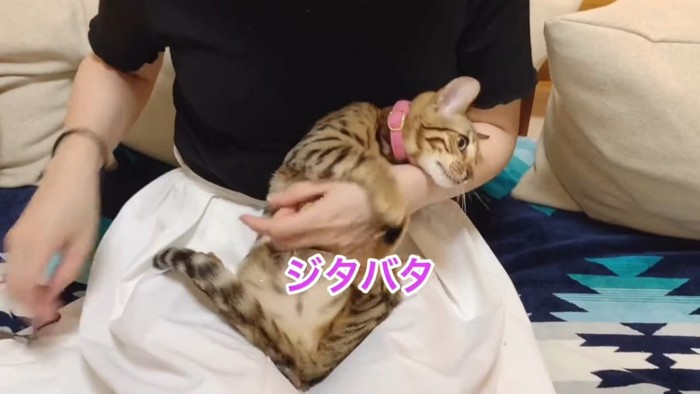 爪切りをされるピンク色の首輪の猫
