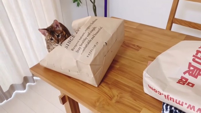紙袋を見つめる猫