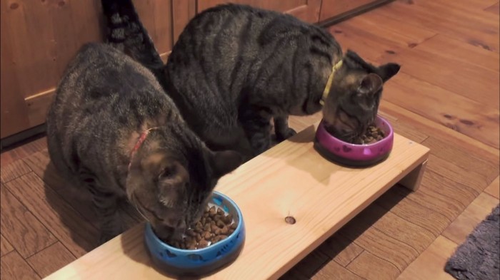 ご飯を夢中で食べる兄弟猫