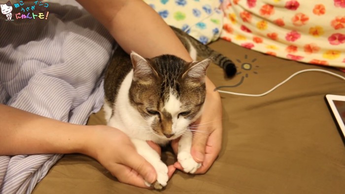 手を握られる猫