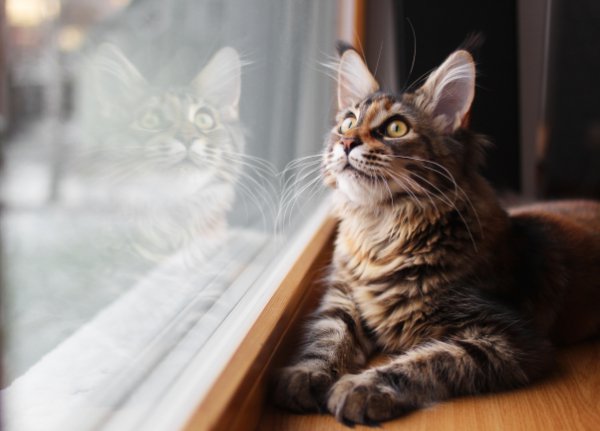 窓の外を見つめる猫