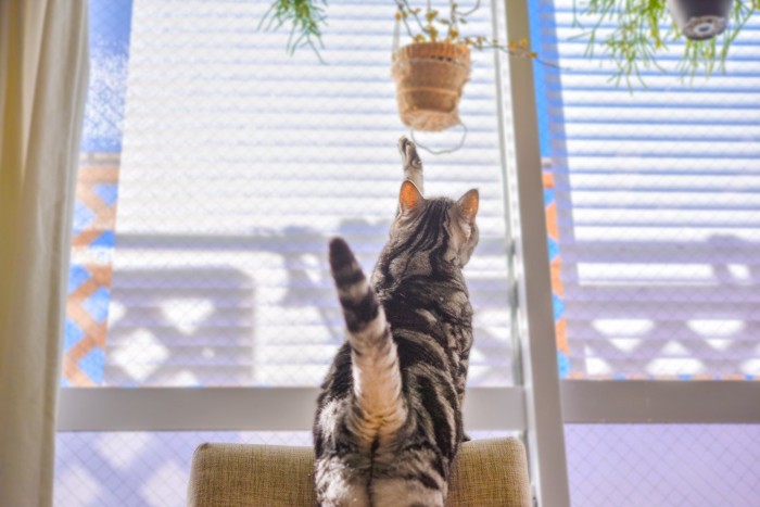 観葉植物に前足を伸ばす猫