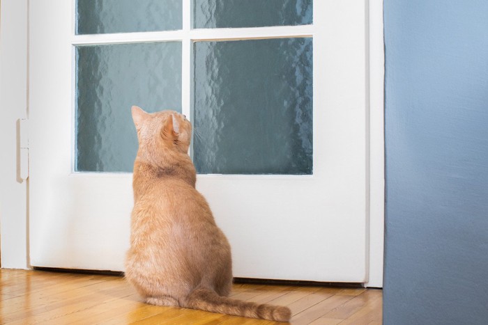 ドアの前で待つ猫