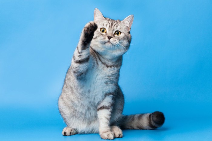 手を上げる猫