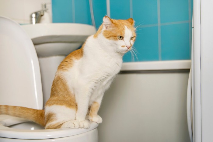 トイレの中を見つめる猫
