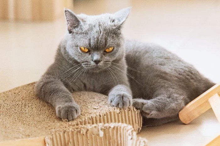 怒ったような表情の灰色の猫