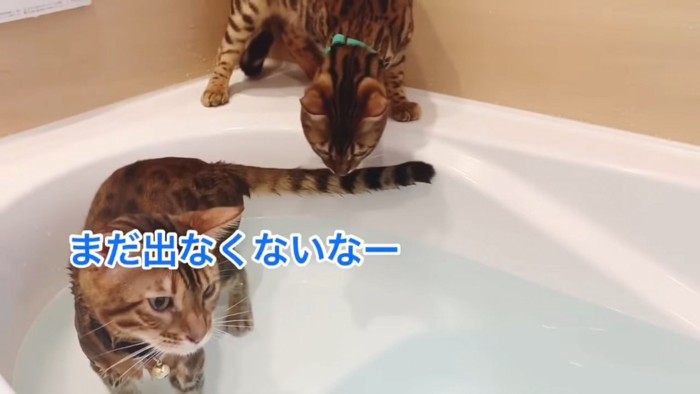 お風呂にいる2匹の猫