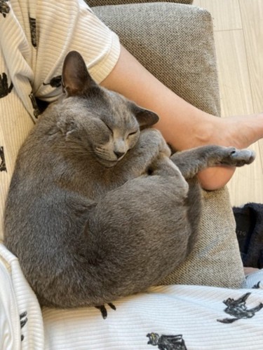 飼い主さんの股の間で眠る猫