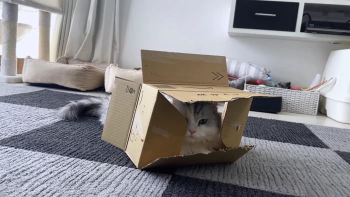 底の抜けた箱から見てる猫