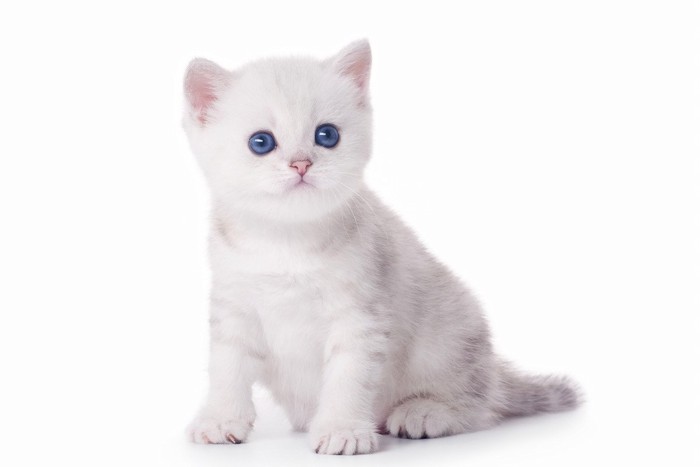 幼い白い猫