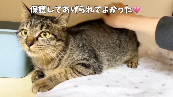 なでられる子猫