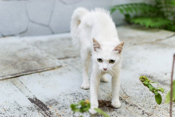 逆立つ白猫
