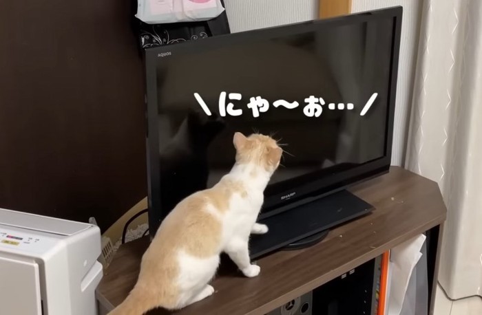 テレビの前の猫