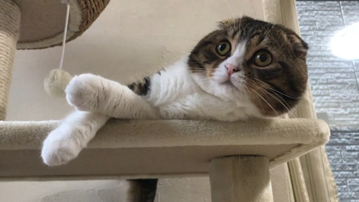 キャットタワーで横になっている猫