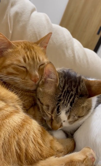 くっついて眠る2匹の猫3