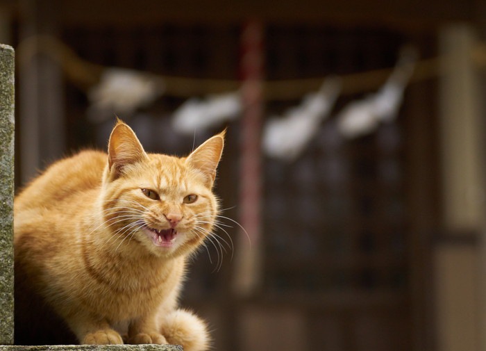 神社で鳴く猫
