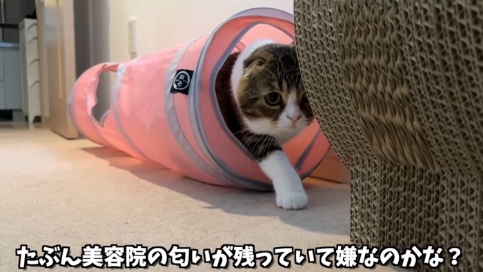 トンネルにいる猫