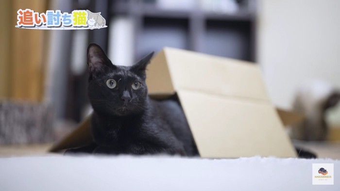 箱から顔を出した黒猫