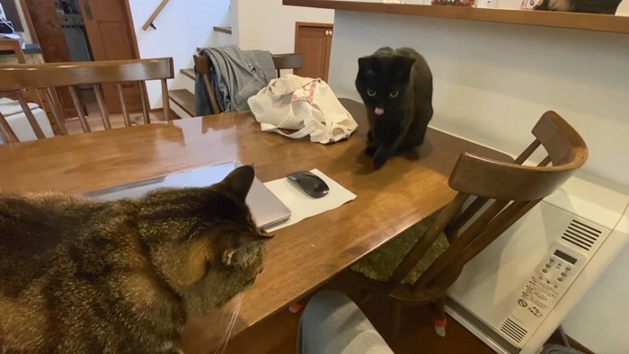 テーブルの上のキジトラと黒猫
