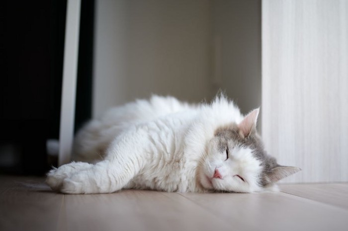 寝ている白猫
