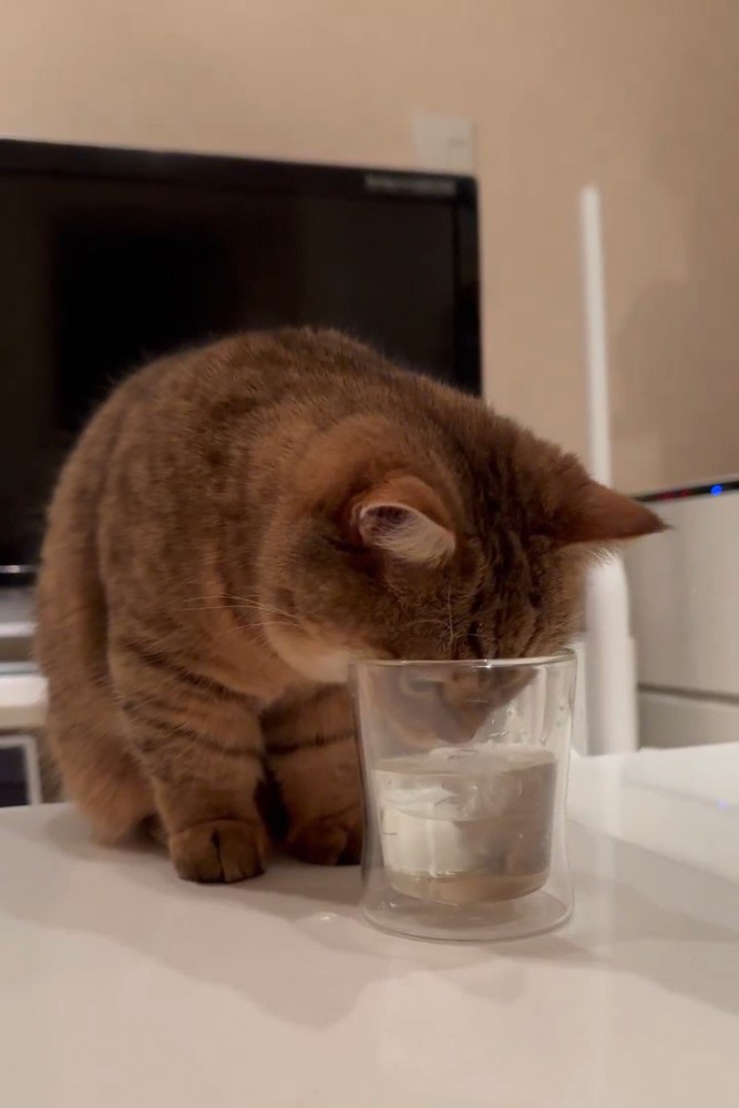 グラスの中に顔を入れる猫