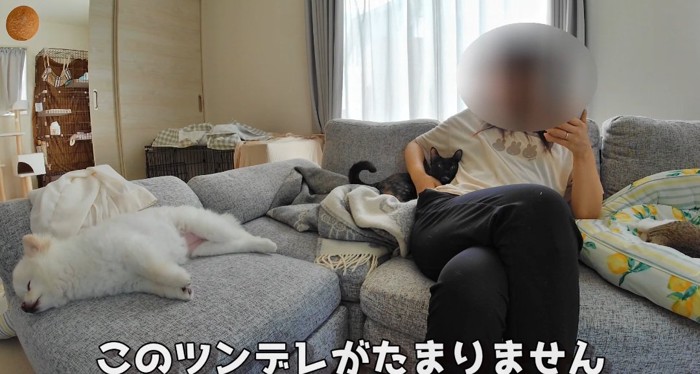 ソファの上の猫と犬
