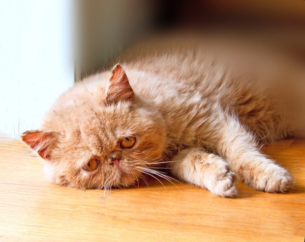 悲しそうな茶色い猫