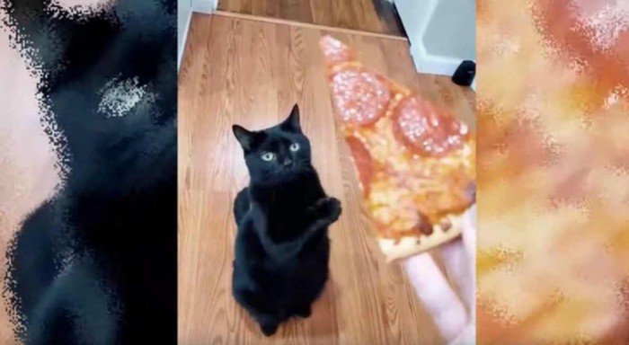 ピザを持つ手と黒猫