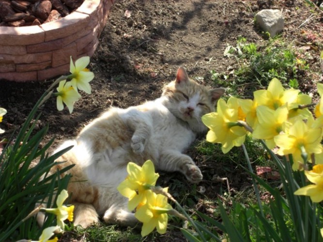 水仙の花の横で寝転ぶダイちゃん