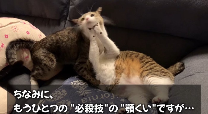 顎を押し上げる猫